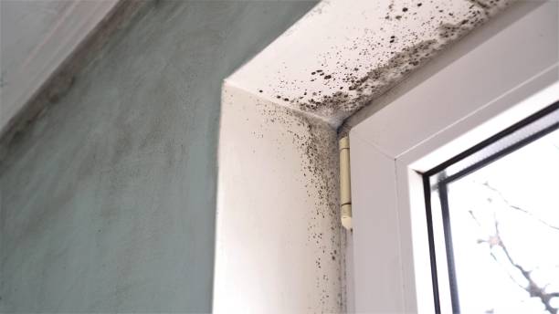Best Home Mold Removal  in Roseto, PA
