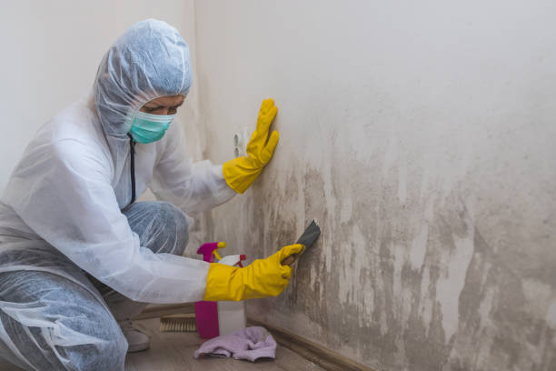 Best Home Mold Removal  in Roseto, PA