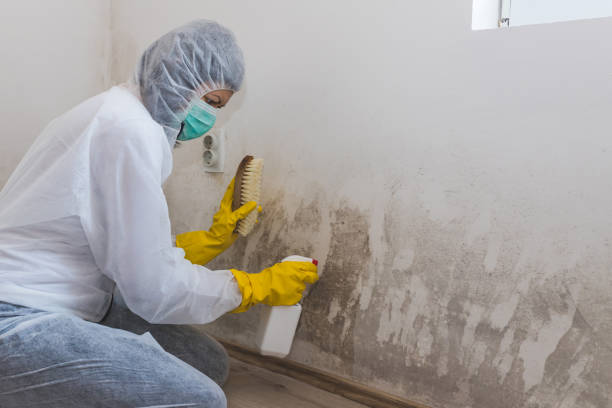 Best Black Mold Removal  in Roseto, PA