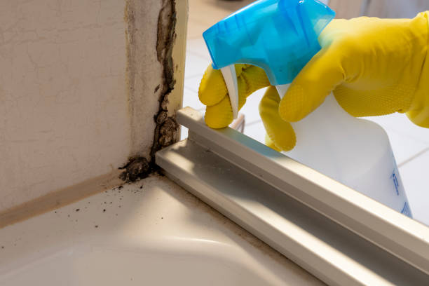 Office Mold Removal Services in Roseto, PA