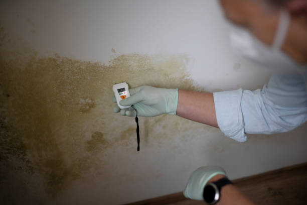 Best Certified Mold Removal  in Roseto, PA