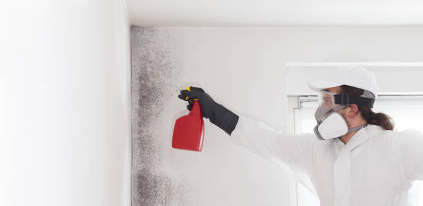 Best Residential Mold Removal  in Roseto, PA