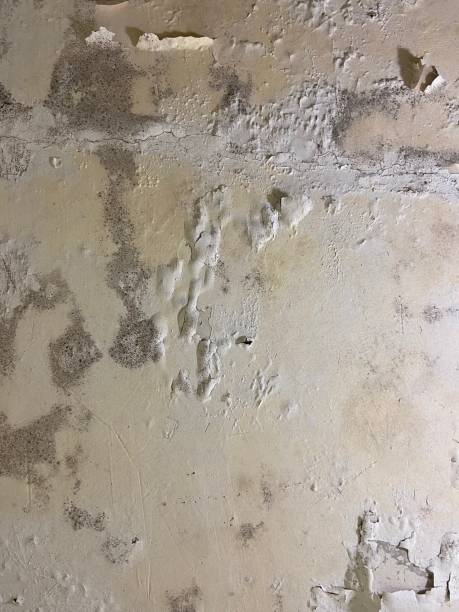 Best Mold Cleaning Services  in Roseto, PA