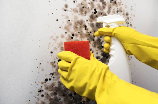 Best Office Mold Removal Services  in Roseto, PA