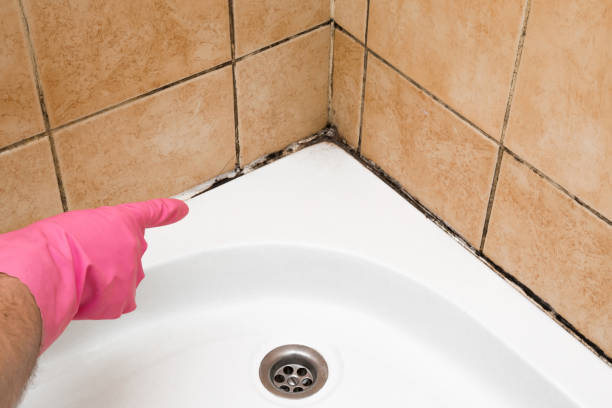Best Mold Remediation  in Roseto, PA